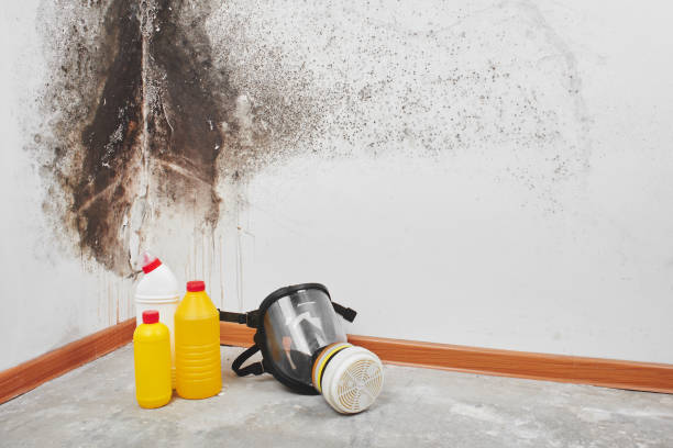 Best Mold Damage Repair  in Onawa, IA