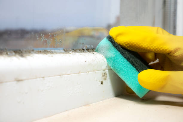 Crawl Space Mold Removal in Onawa, IA